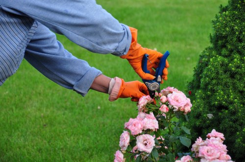 Before and after garden landscape transformation