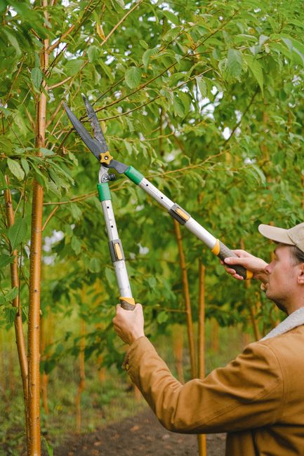 A gardener using long-handled pruning shears to trim the upper branches of a leafy tree in a well-maintained garden. The tree has a slender trunk with smooth, reddish-brown bark and abundant green lea