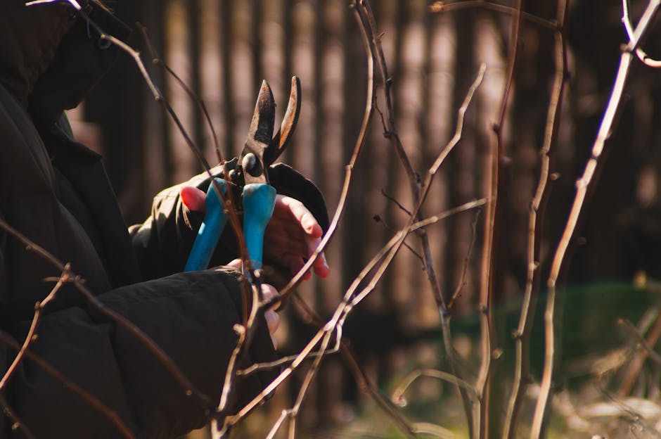 A gardener using long-handled pruning shears to trim the upper branches of a leafy tree in a well-maintained garden. The tree has a slender trunk with smooth, reddish-brown bark and abundant green lea